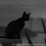 Alessandro Bacchetti-cat